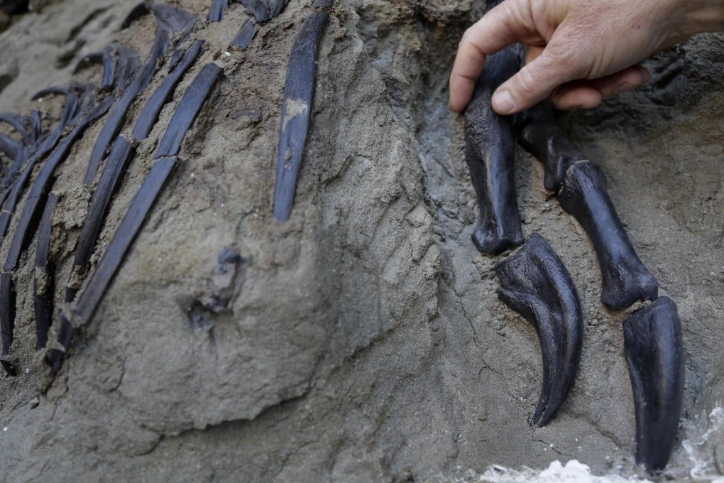 Skeleton fossils may be 65 million years old. Photo: AP