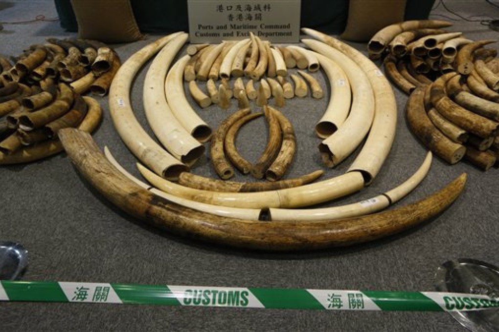 In this Thursday, Oct. 3, 2013 photo, elephant tusks are displayed after being confiscated by the Customs in Hong Kong. The latest shipment, 189 tusks worth $1.5 million hidden in soybean sacks in a shipping container, was one of four major busts this year. Ivory is known as “white gold” because of the rich prices it commands on the black market. Hong Kong has put values of between $1,000 and $2,000 a kilogram on ivory it seized this year. (AP Photo/Kin Cheung)