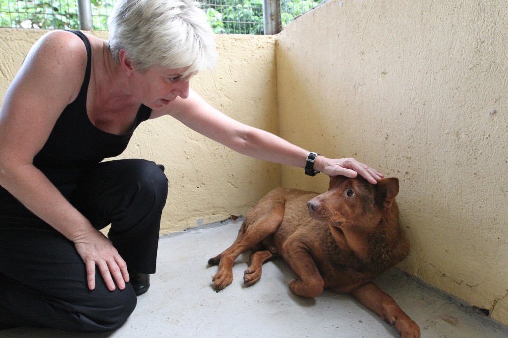 Volunteer Sue Bradley pampers Red Dog. Photo: Nora Tam