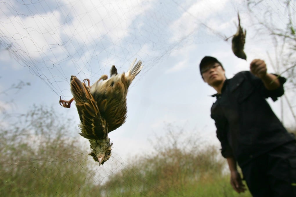 An environmental activist rescues two yellow-breasted buntings caught in a net in Cangnan county, Zhejiang. Photo: Imaginechina