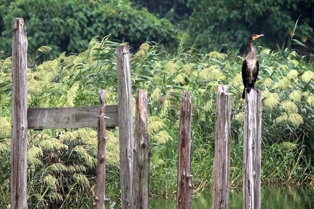 Fung Lok Wai wetland, similar to Nam Sang Wai. Photo: K. Y. Cheng