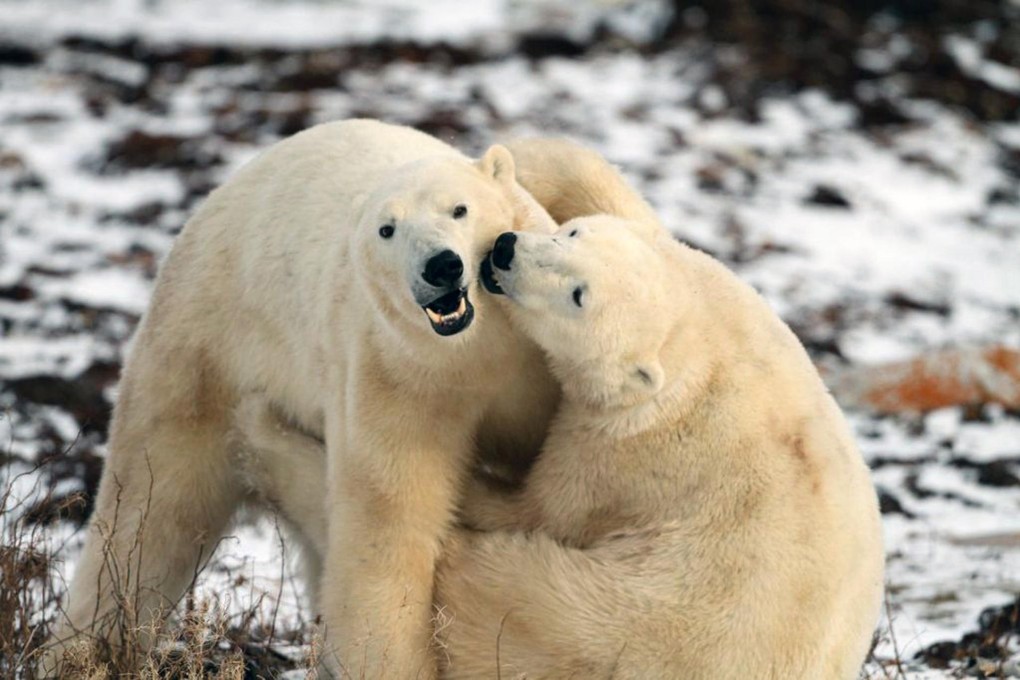 Polar bears play on the shores of Hudson Bay. Photo: AP