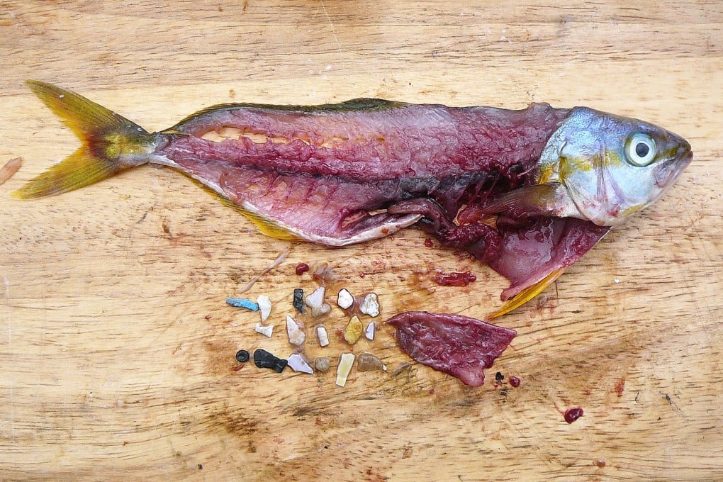 The fish Eriksen caught and the 17 pieces of plastic in its stomach