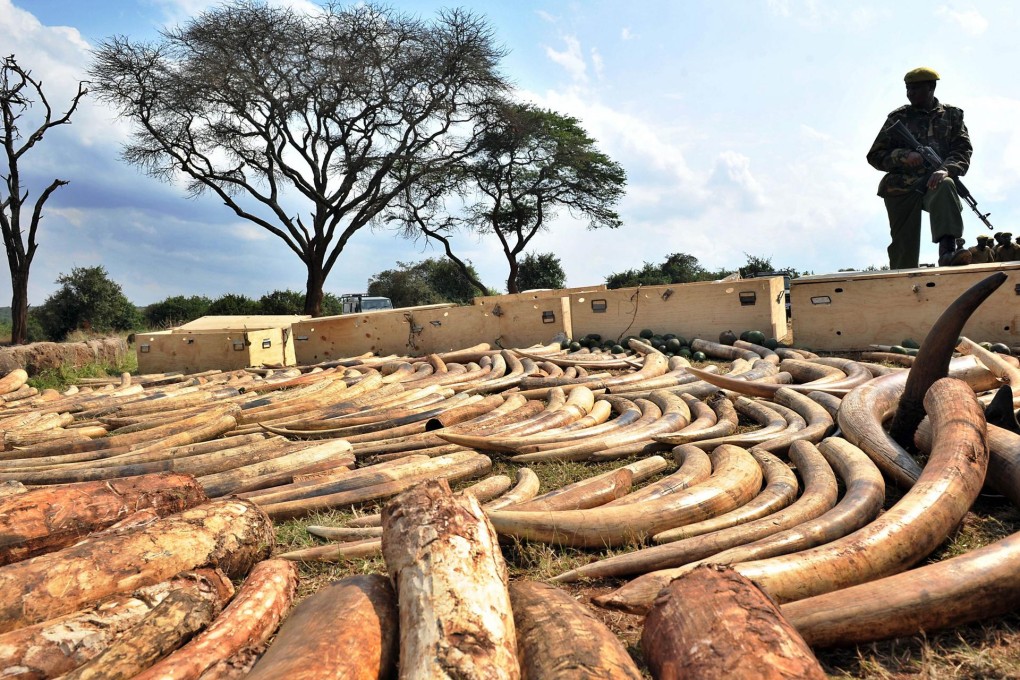 A Kenya Wildlife Service ranger guards a haul of ivory seized at Nairobi's airport this year. Such smuggling will be treated as a "serious crime" under a new pact. Photo: AFP