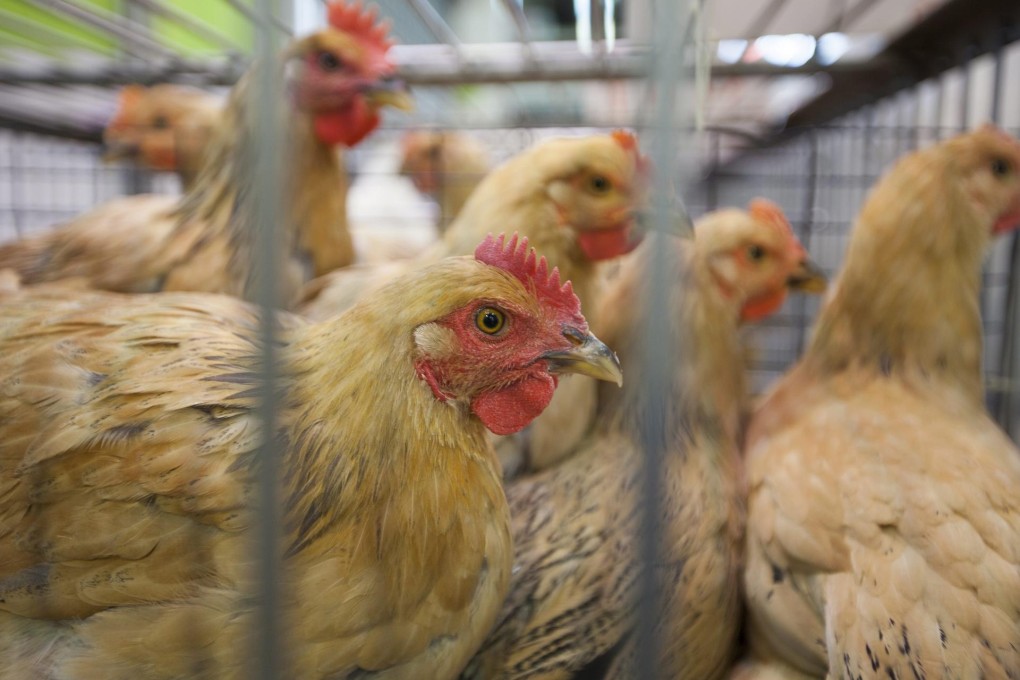 Bird flu poorly adapted for infecting humans