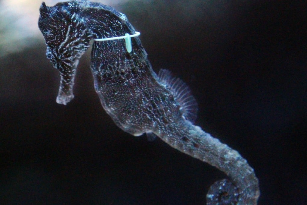 Stealthy seahorses sneak up on prey