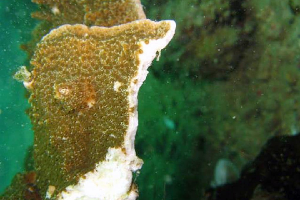 Divers are damaging coral in Hong Kong. Photo: SCMP