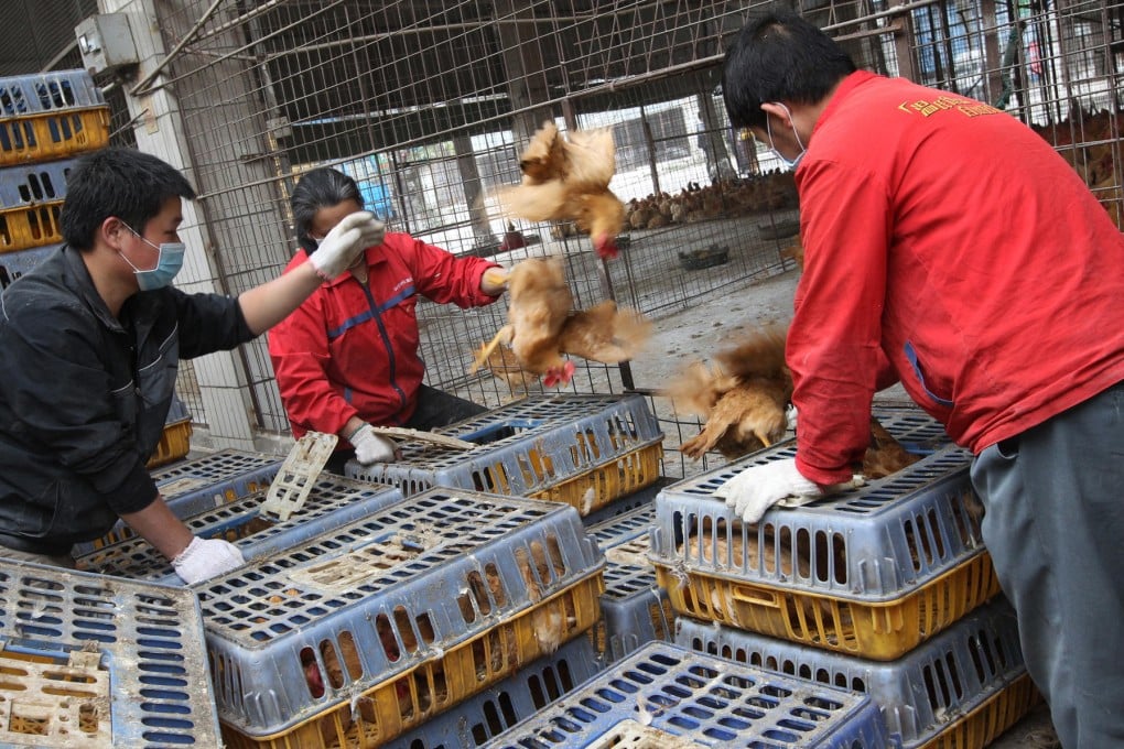 The scene at a poultry market in Longgang, Shenzhen. The Hong Kong government insists it is taking sufficient action to protect the city against bird flu. Photo: David Wong