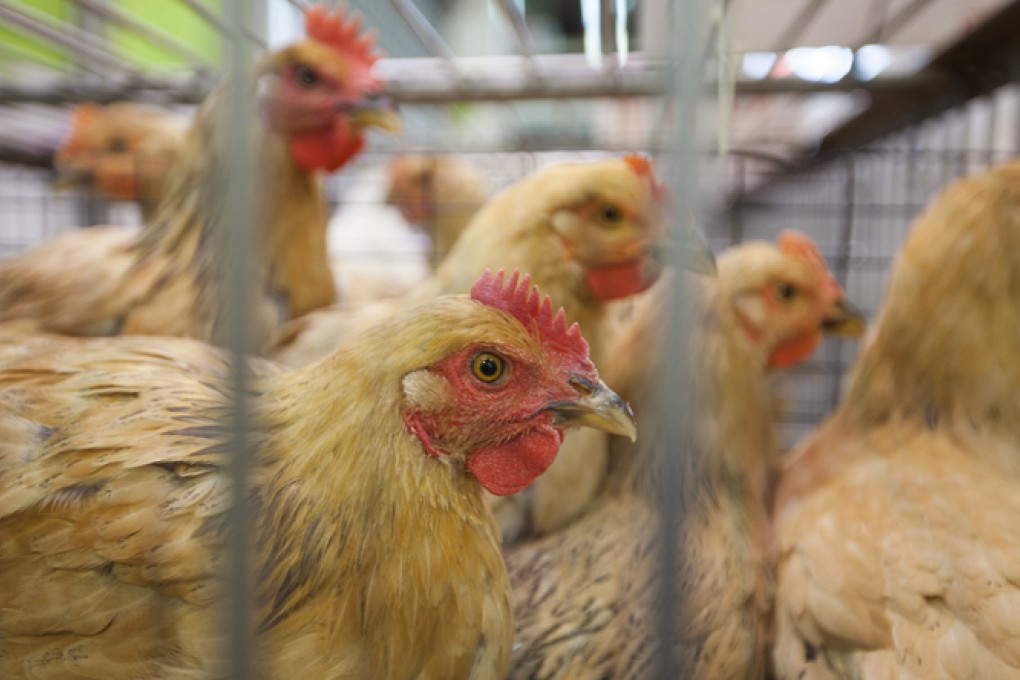Trading of live chicken has continued at the stall where two samples had tested positive for the deadly virus. Photo: EPA