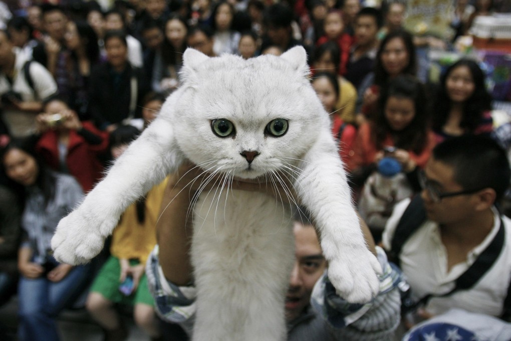A cat show in Wuhan, Hebei province. A key stage in the domestication of cats has now been traced back to China. Photo: AP