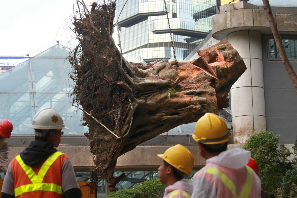 Contractors grapple with the base of the Chinese banyan tree that was infected with brown root rot. Photo: Dickson Lee