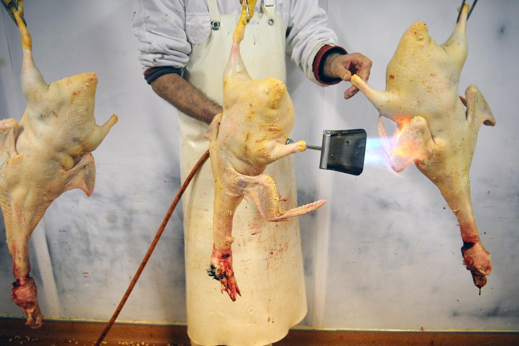 Ducks on the production line at the Peres' farm. Photo: AFP