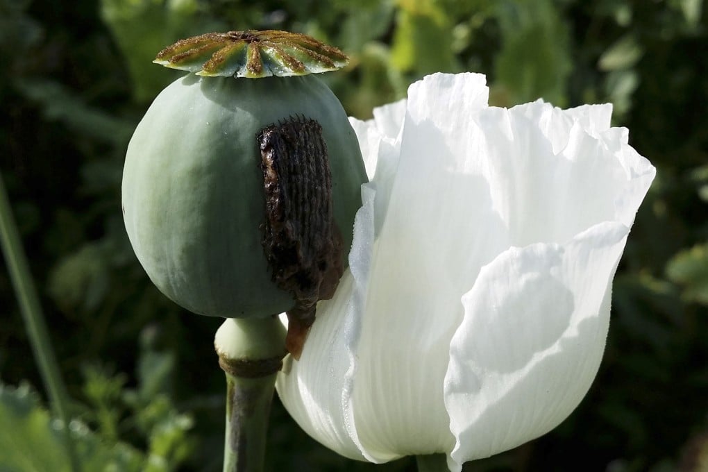 Ready to be harvested opium is seen in an opium field in Shan state in Myanmar. Photo: AP