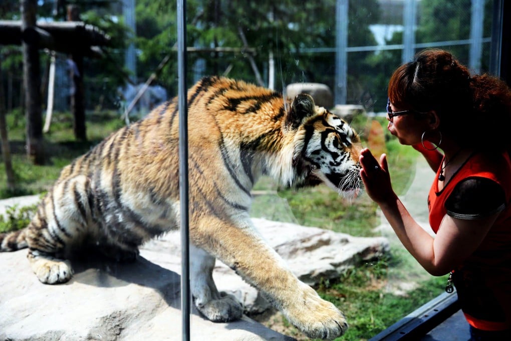 A visitor in Shanghai looks at a tiger in a glass enclosure. Photo: AFP