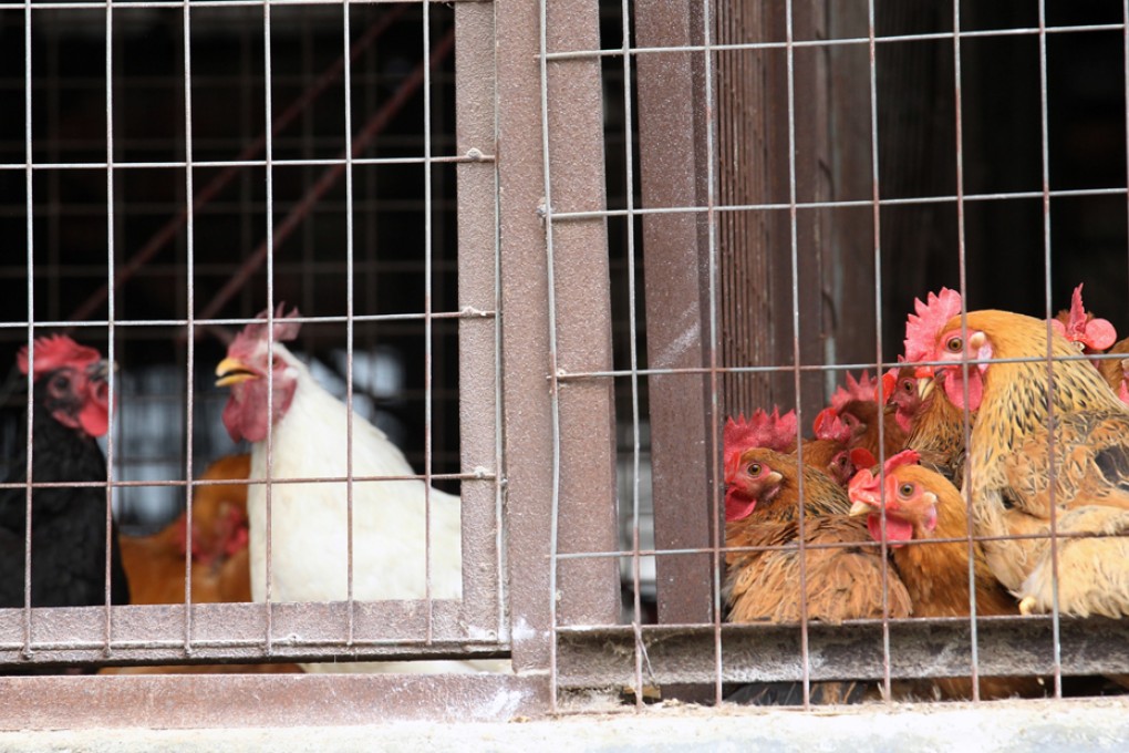 The Puji poultry wholesale market in Longgang district, Shenzhen. Photo: David Wong