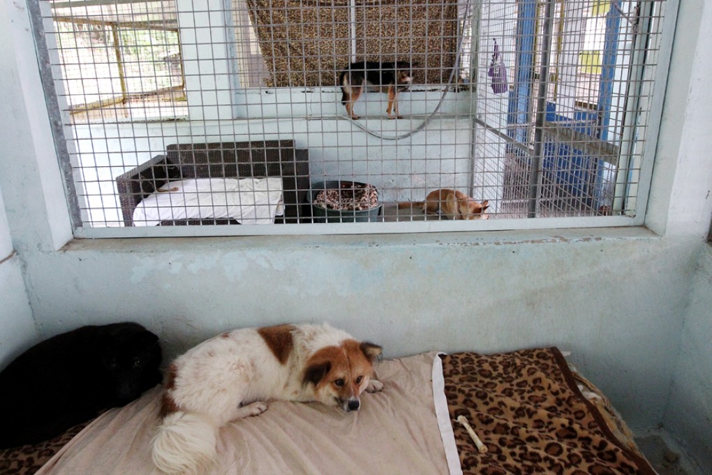 Sai Kung Stray Friends Society kennel and adoption centre