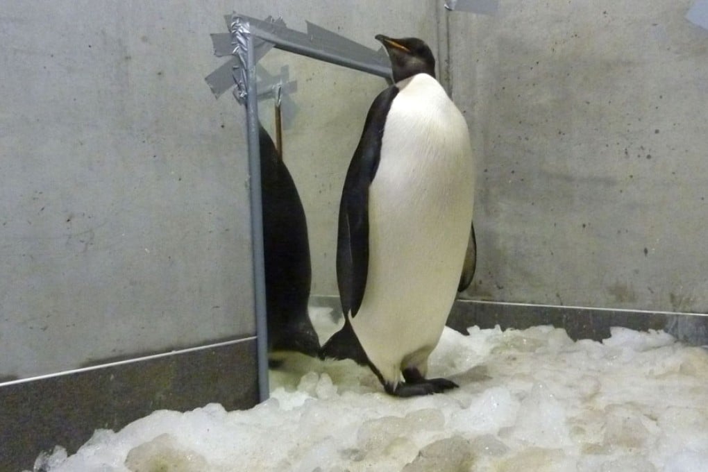 Penguins huddle together to keep warm in freezing Antarctic temperatures