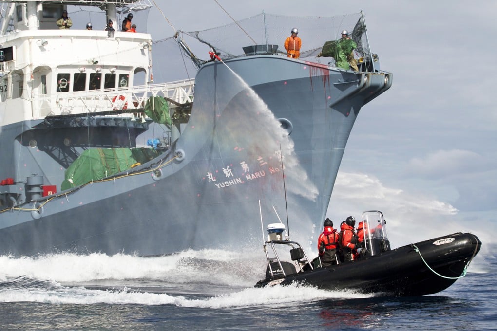 High-seas clashes between the Japanese whaling ship Yushin Maru No 3 (left) and Sea Shepherd in Southern Ocean in 2011. Photo: AP
