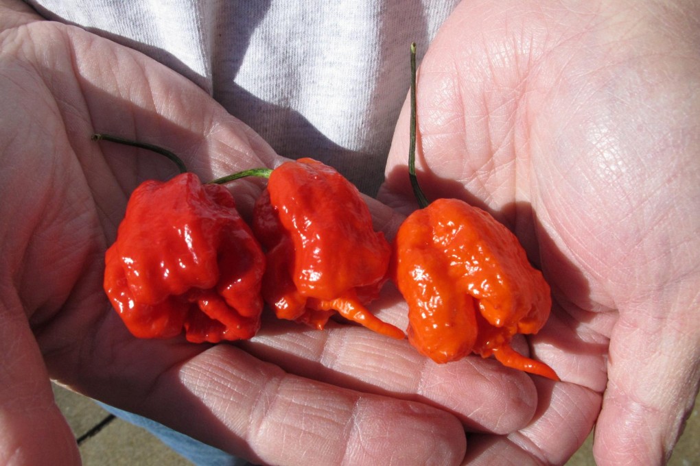 Ed Currie holds three of his Carolina Reaper peppers.Photo: AP