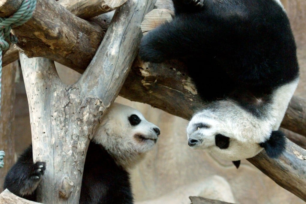 File photo of Chuang Chuang (right) and Lin Hui playing together in Chiang Mai Zoo in 2004. Photo: Reuters