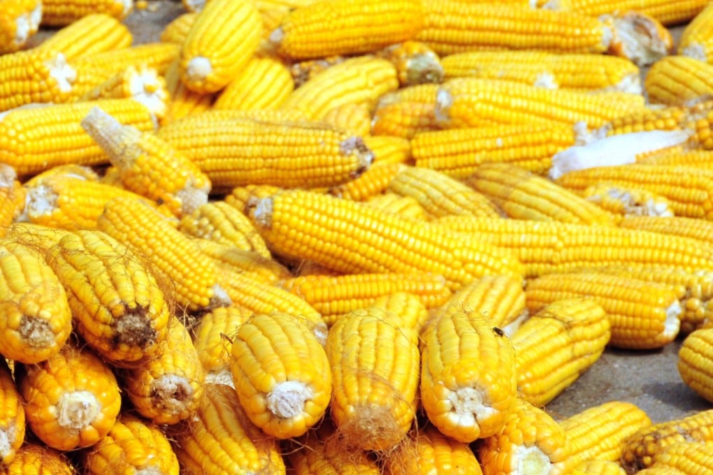 Mainland quarantine authorities refused to accept 545,000 tonnes of US corn in November and December. Photo: Xinhua