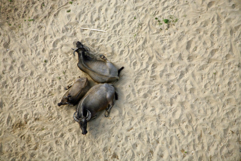 Water buffalo and a patriotic mural are just some of the sights on Shiraz Randeria’s road trip.