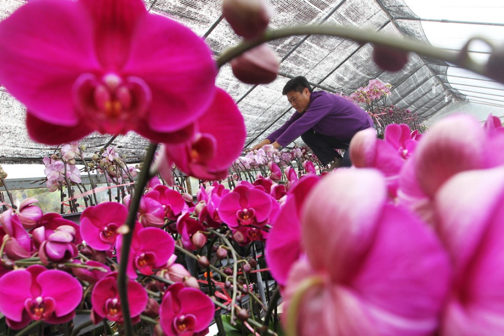 Li Wing-keung, owner of Keung Kee Garden in Tai Po, tends to his orchids plants ahead of Lunar New Year. Retailers have blamed the value of the yuan, cold weather and high costs for rising prices of the fruit and flowers. Photo: Sam Tsang