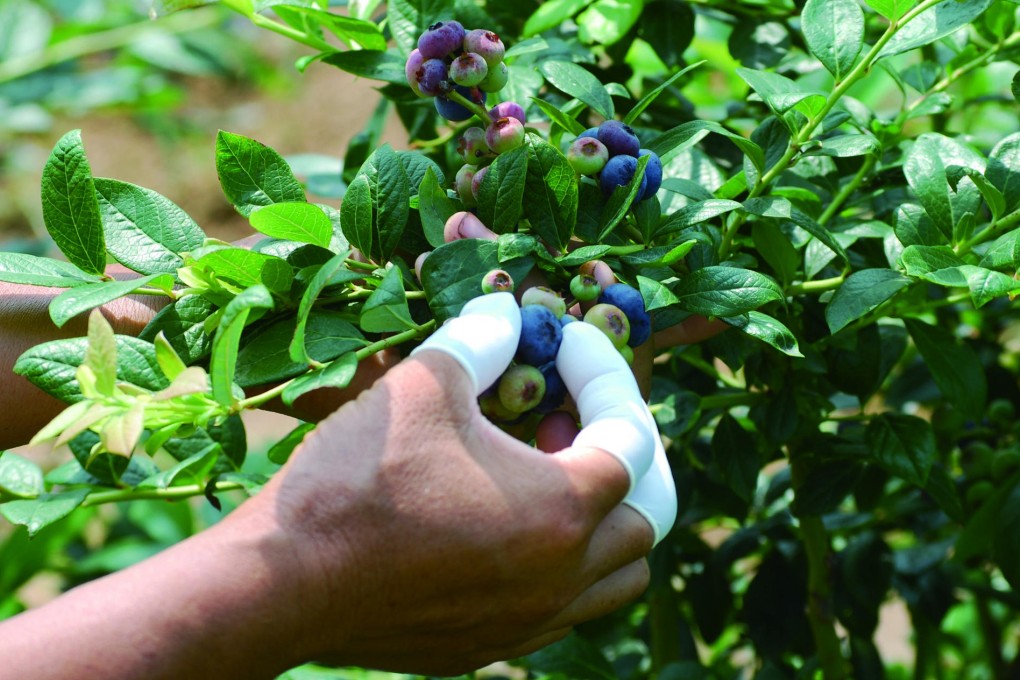 A worker picks blueberries for Joyvio, an agricultural subsidiary of mainland computer manufacturer Lenovo. Photo: SCMP