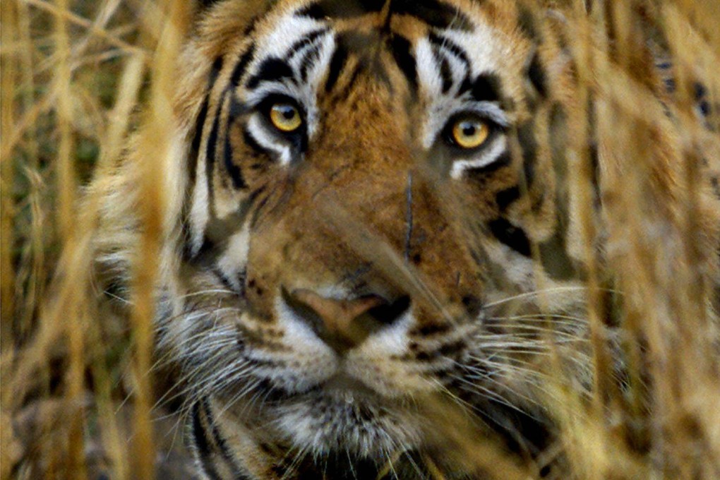 Indian tigers' body parts remain in demand from China. Photo: AP
