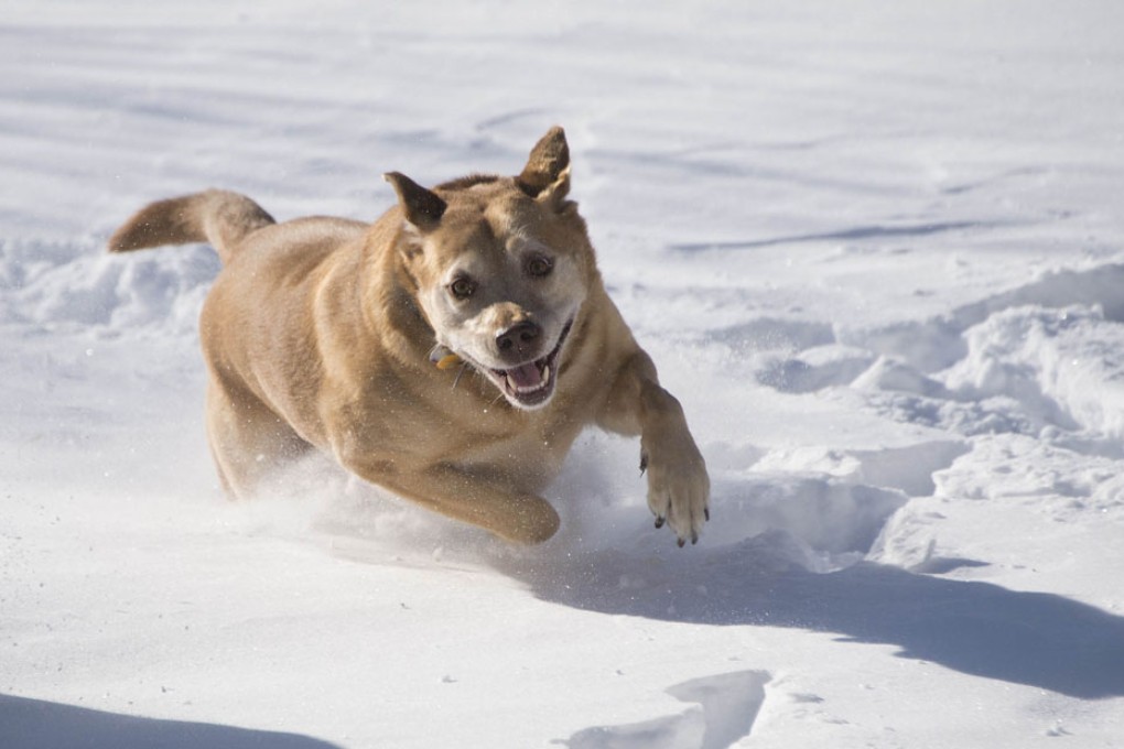 Study reveals dogs' magnetic sensitivity