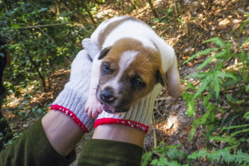 A stray puppy being taken in for neutering and vaccination by the non-profit-making Veterinary Service Society.