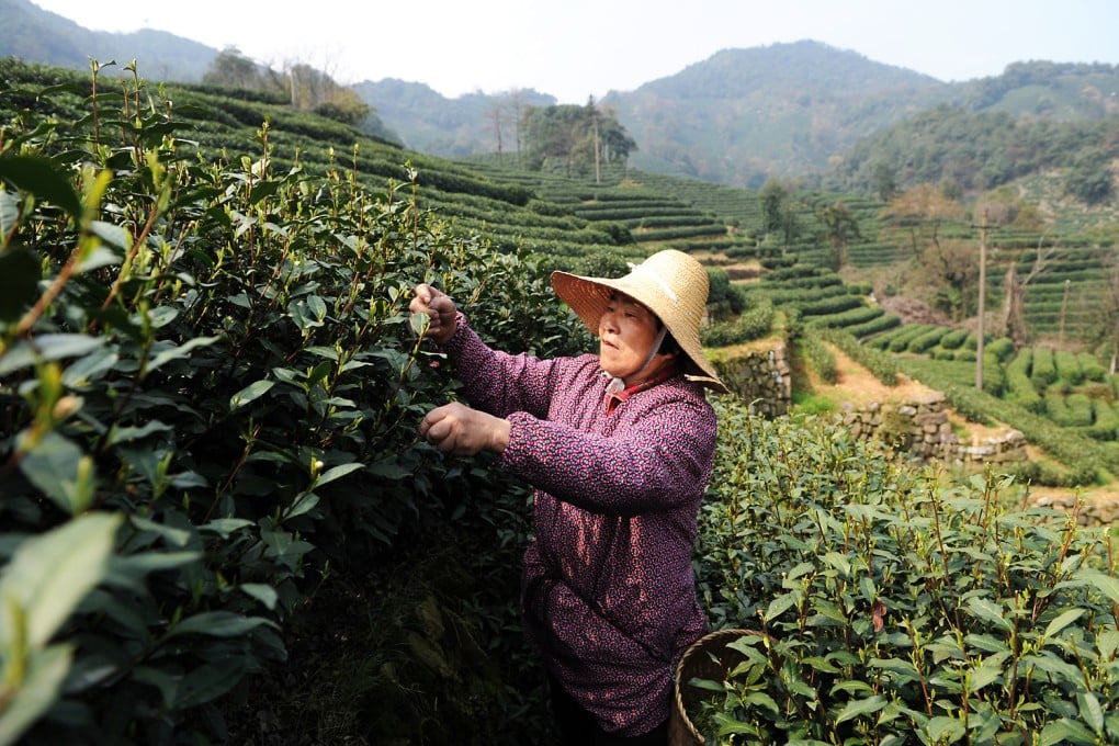 A farmer picking up tea in the Longjing Village of Hangzhou, Zhejiang. Photo: Xinhua