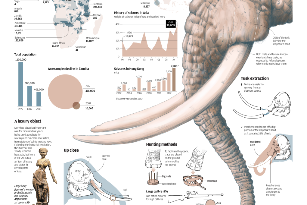 Everything you need to know about ivory poaching