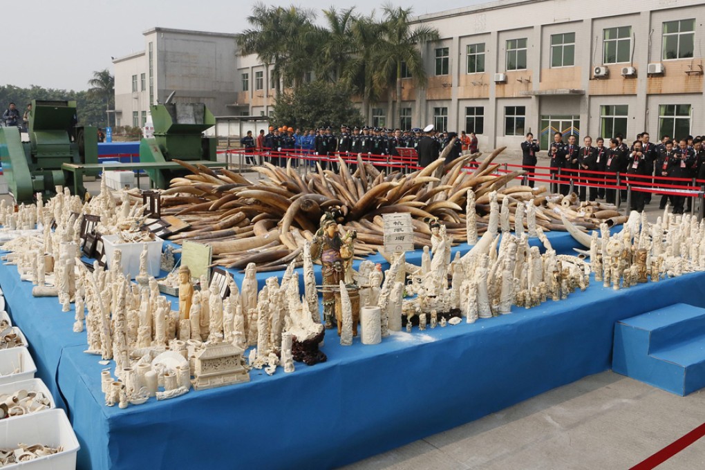 6.2 tons of confiscated ivory was crushed by Chinese customs officials under the supervision of China's State Forestry Administration on 6 January 2014.
