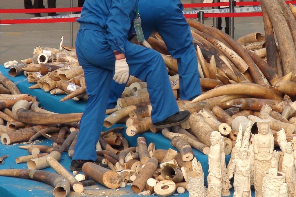 A worker walking on a pile of elephant tusks of confiscated ivory prior to crushing by Chinese customs officials in Dongguan, Guangdong. Photo: EPA