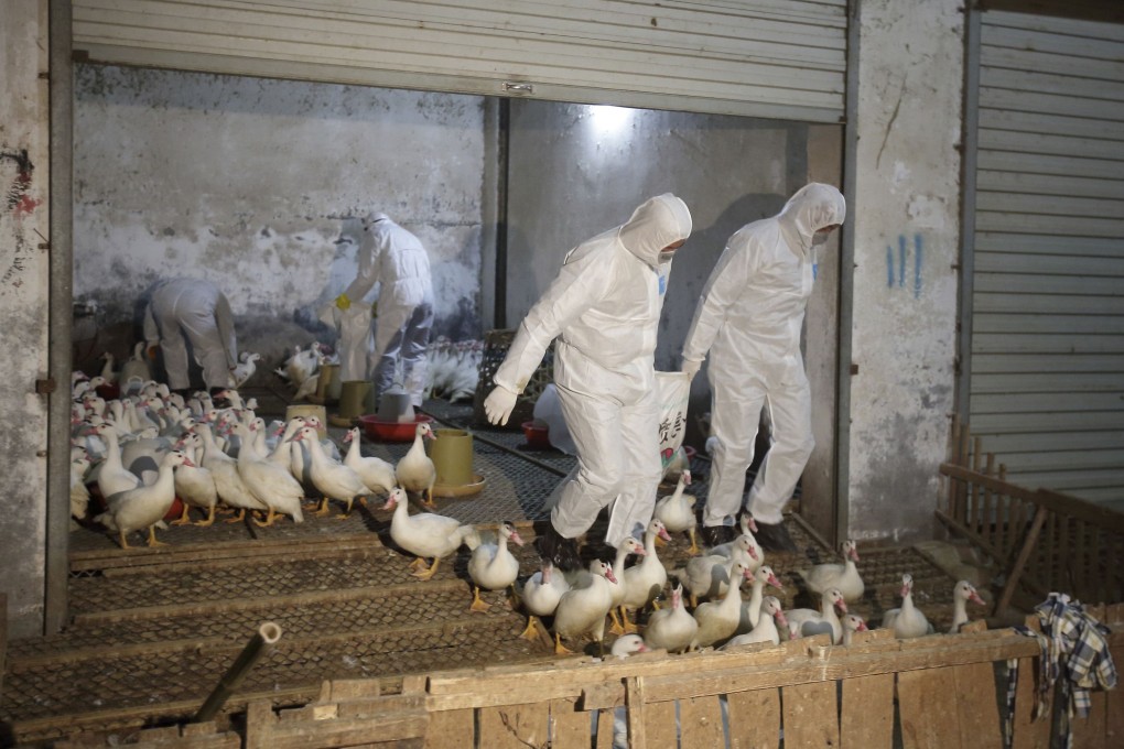 Health officials transport poultry as a preventive measure against bird flu in Zhejiang province. Photo: Reuters