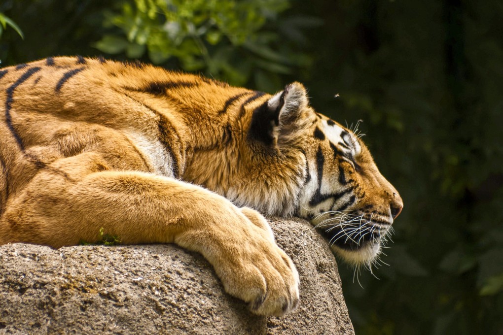 Have coffee with a tiger at Bolaven Cafes Langkawi. Photos: Nicholas Yong, Corbis, Alamy