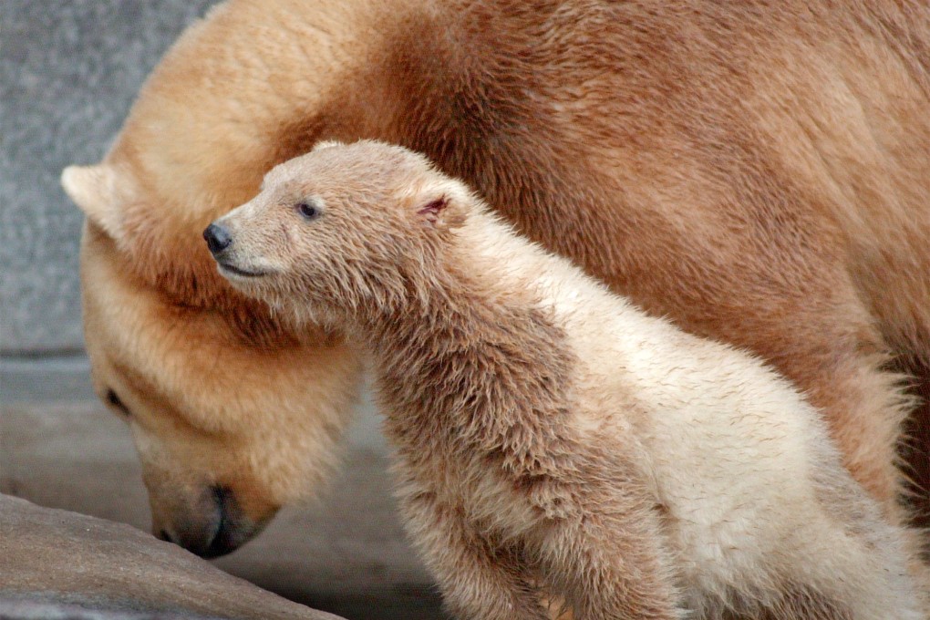 A polar bear cub with his mother in Chicago. Photo: AP