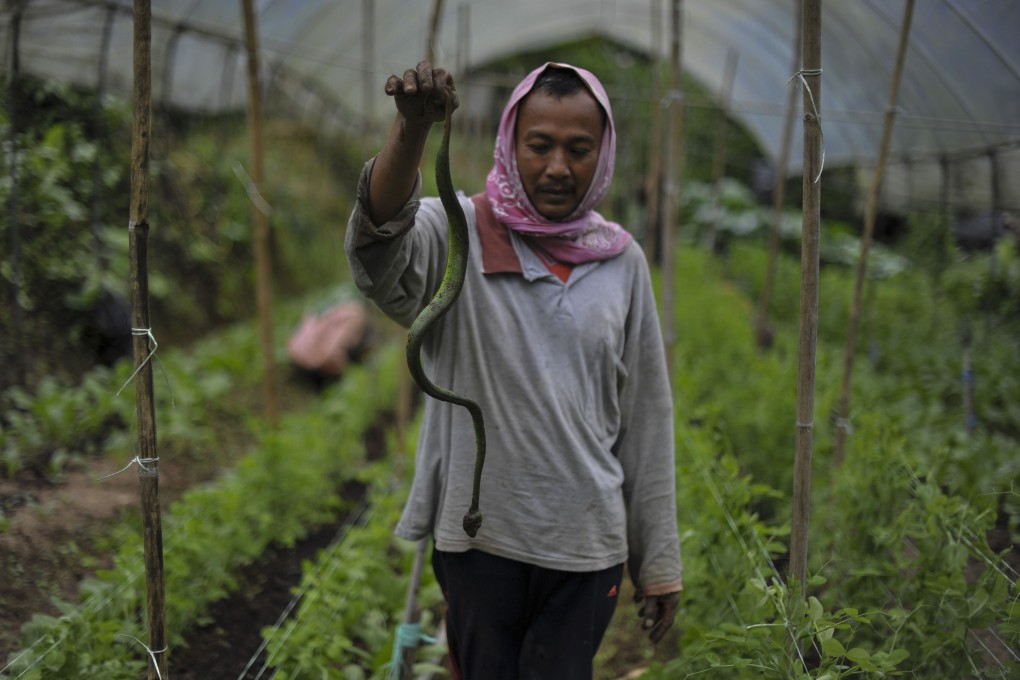 A worker holding a viper snake he caught at an organic farm in Cameron Highlands, northern Malaysia state. Photo: AFP