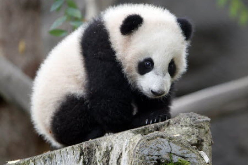 Yun Zi, as a cub, pictured in 2010. Photo: AP