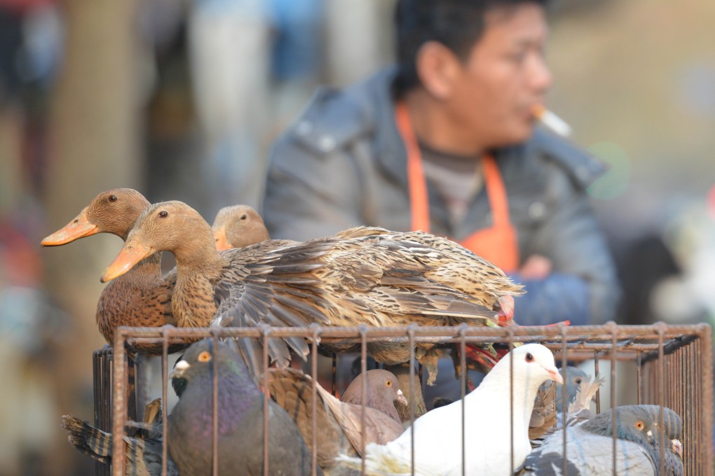 Two more people have H7N9 bird flu in Guangdong