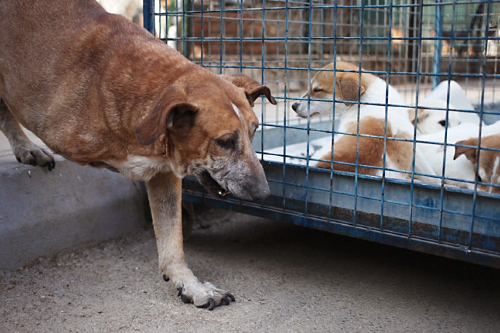 A dog with his leg amputated walks by puppies at an animal welfare centre. Photo: AP
