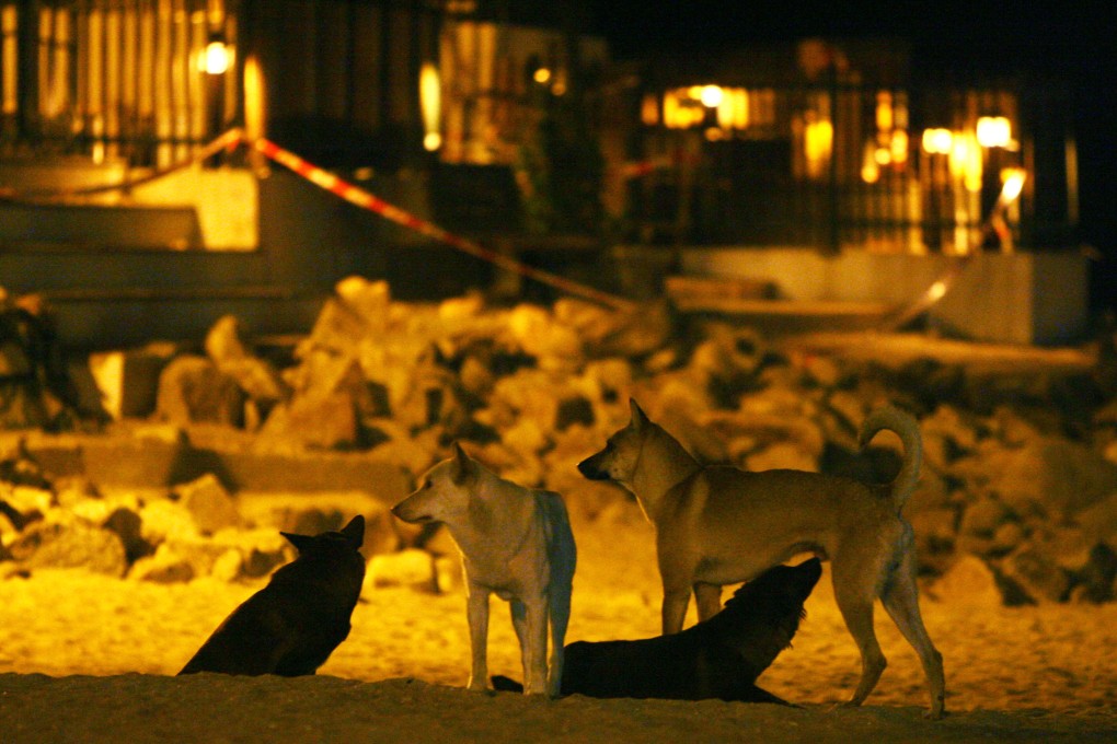Wild dogs in Lamma Island