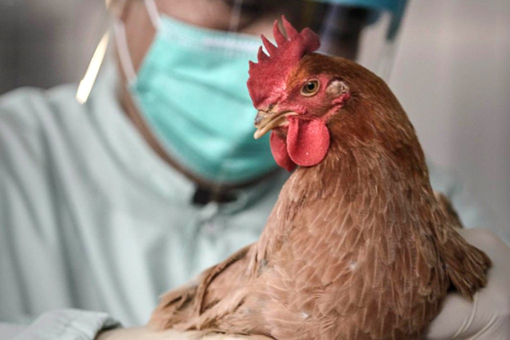 New tests on chickens to boost bird-flu defences