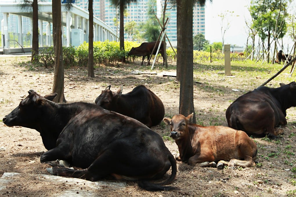 29 of the wandering cows and bulls in Sai Kung were relocated. Photo: May Tse
