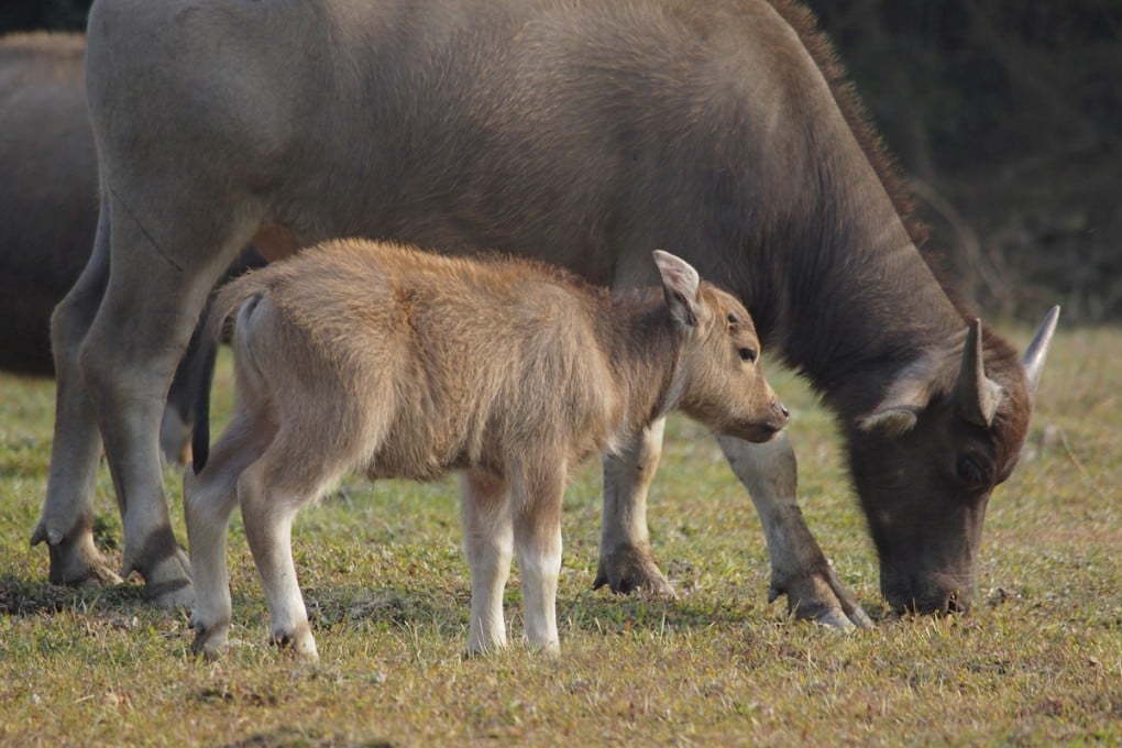 Pui O. Photos: Martin Williams