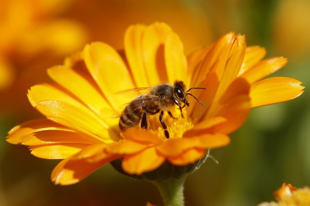 Commercially raised bees pollinate 90 crops globally. Photo: Reuters