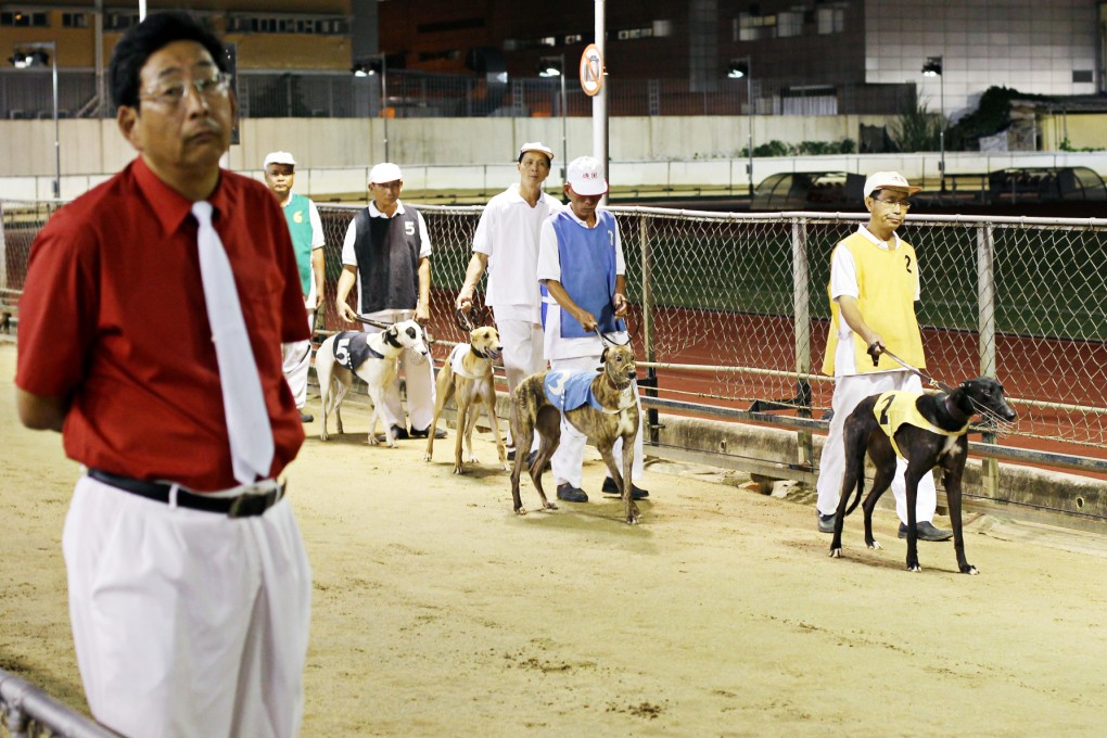 Greyhounds at the Macau Canidrome. Australia has come under fire for refusing to ban the exports of greyhounds to Macau. Photo: Sam Tsang