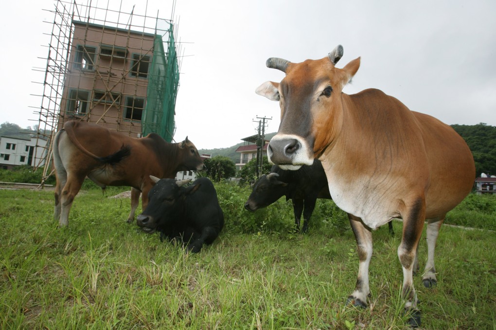 Cows lying on the ground in Luk Tei Tong, Lantau Island. Photo: Felix Wong
