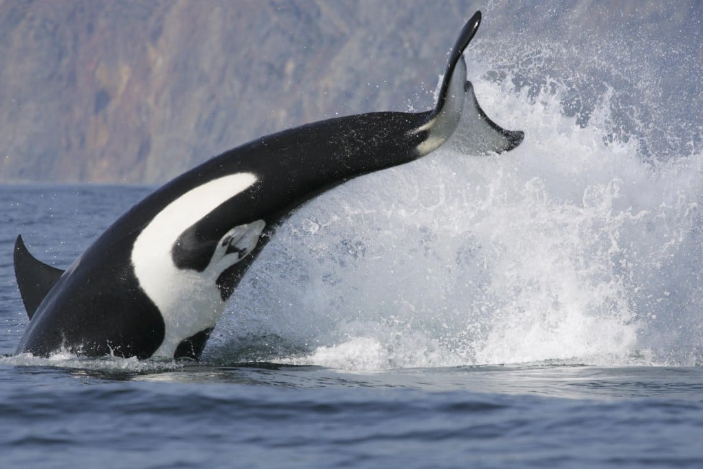 A wild killer whale after having breached off the Russian coast. Photos: Far East Russia Orca Project; SCMP; AP; Red Door News Hong Kong